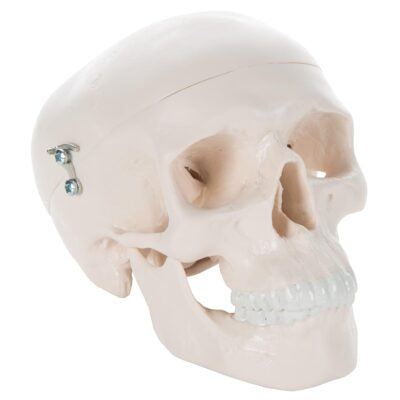 Mini Skull, 3-Part  A18/15 1