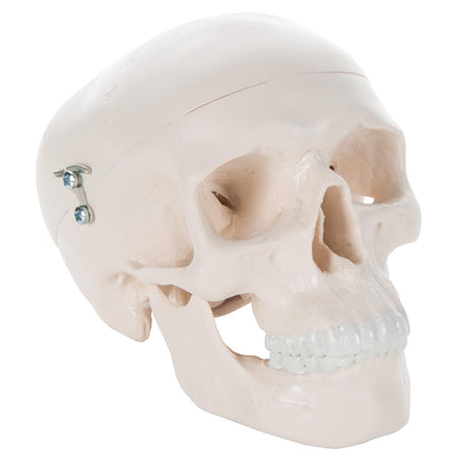 Mini Skull, 3-Part  A18/15