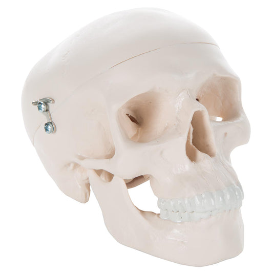 Mini Skull, 3-Part  A18/15