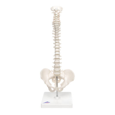 Mini Vertebral Column ,Elastic on Stand A18/21 1