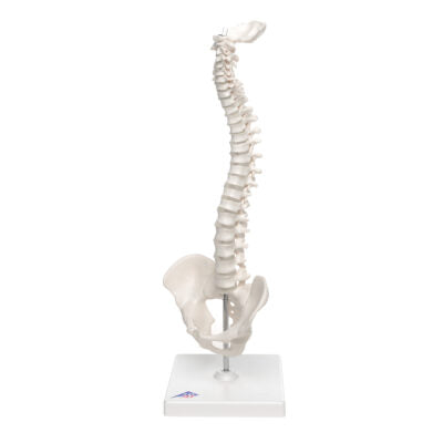 Mini Vertebral Column ,Elastic on Stand A18/21 2