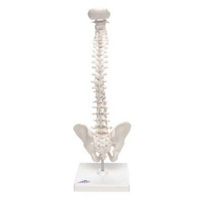Mini Vertebral Column ,Elastic on Stand A18/21 3