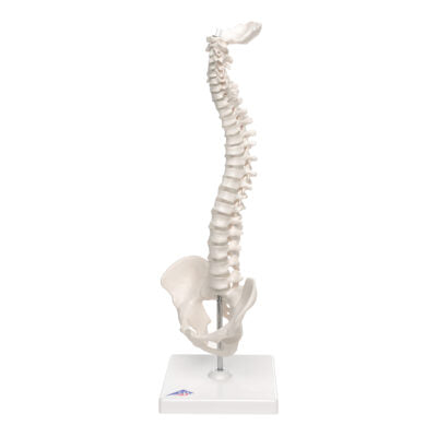 Mini Vertebral Column ,Elastic on Stand A18/21 4