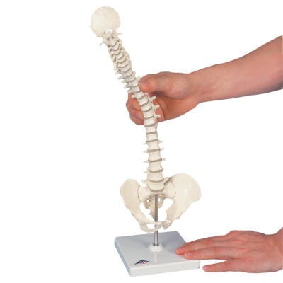 Mini Vertebral Column ,Elastic on Stand A18/21 5