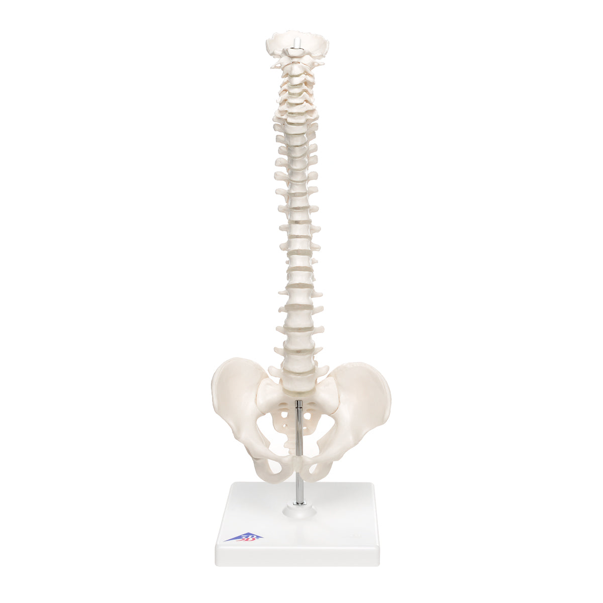 Mini Vertebral Column ,Elastic on Stand A18/21