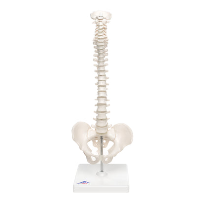 Mini Vertebral Column ,Elastic on Stand A18/21