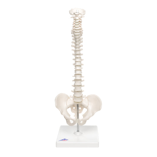 Mini Vertebral Column ,Elastic on Stand A18/21