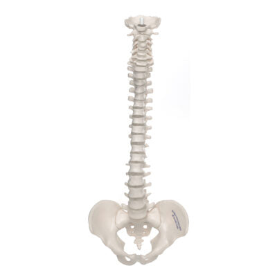 Mini Vertebral Column, Elastic   A18/20 1