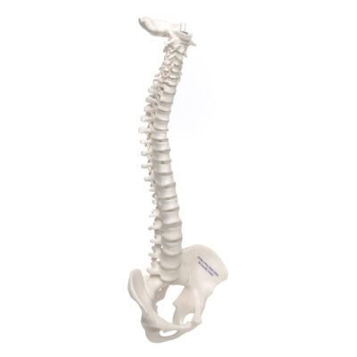 Mini Vertebral Column, Elastic   A18/20 2