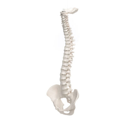Mini Vertebral Column, Elastic   A18/20 3