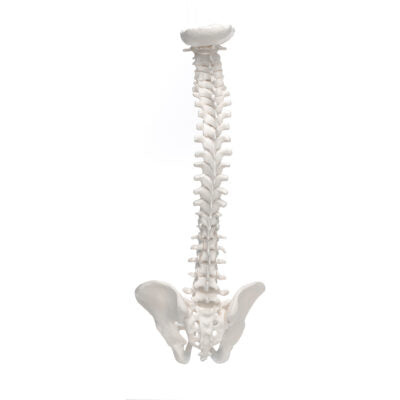 Mini Vertebral Column, Elastic   A18/20 4