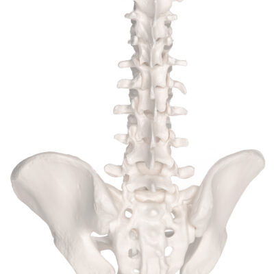 Mini Vertebral Column, Elastic   A18/20 5