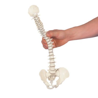 Mini Vertebral Column, Elastic   A18/20 6