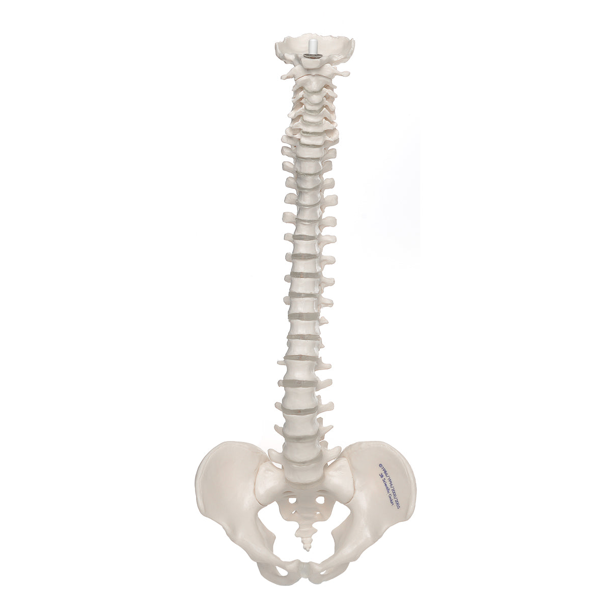 Mini Vertebral Column, Elastic   A18/20