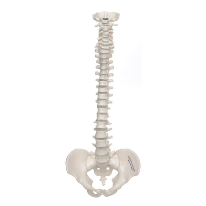 Mini Vertebral Column, Elastic   A18/20