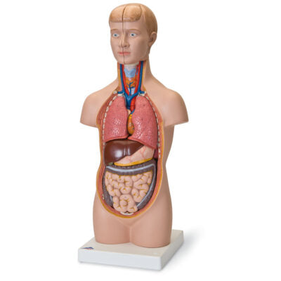 Mini-Torso, 12-Part  B22 1
