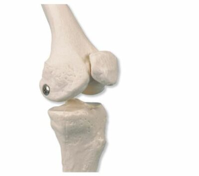 MiniSkeleton Shorty with Painted Muscles on Hanging Stand A18/6 2