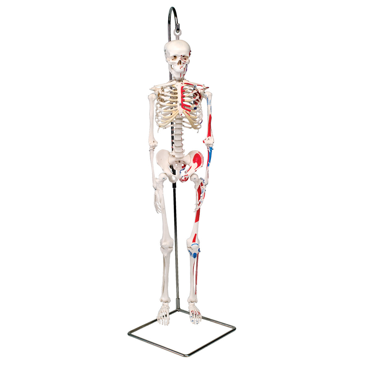 MiniSkeleton Shorty with Painted Muscles on Hanging Stand A18/6