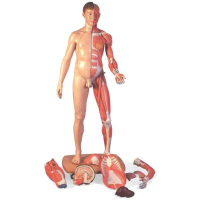 Muscle Figure Life-Size Dual Sex  39 Part B53 2