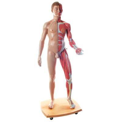 Muscle Figure Life-Size Dual Sex  39 Part B53 1