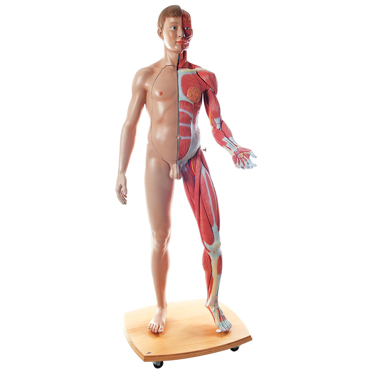 Muscle Figure Life-Size Dual Sex  39 Part B53