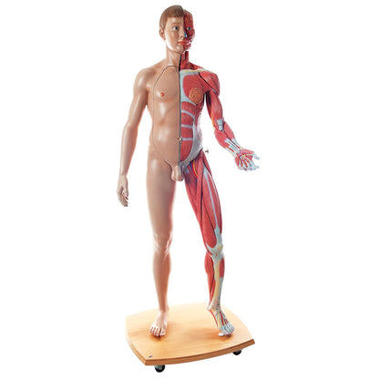 Muscle Figure Life-Size Dual Sex  39 Part B53