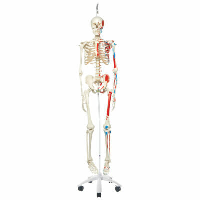 Muscle Skeleton Max, on  Hanging Stand      A11/1 1
