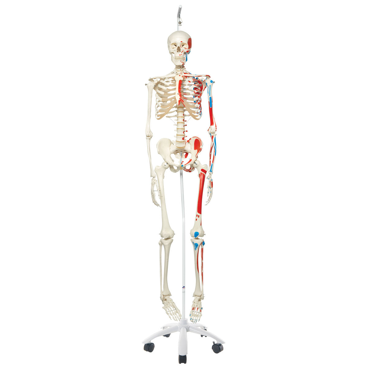 Muscle Skeleton Max, on  Hanging Stand      A11/1