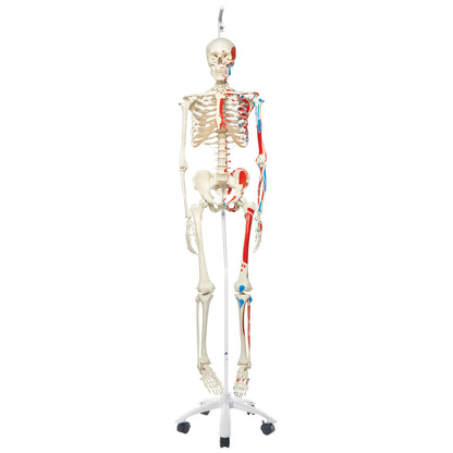 Muscle Skeleton Max, on  Hanging Stand      A11/1