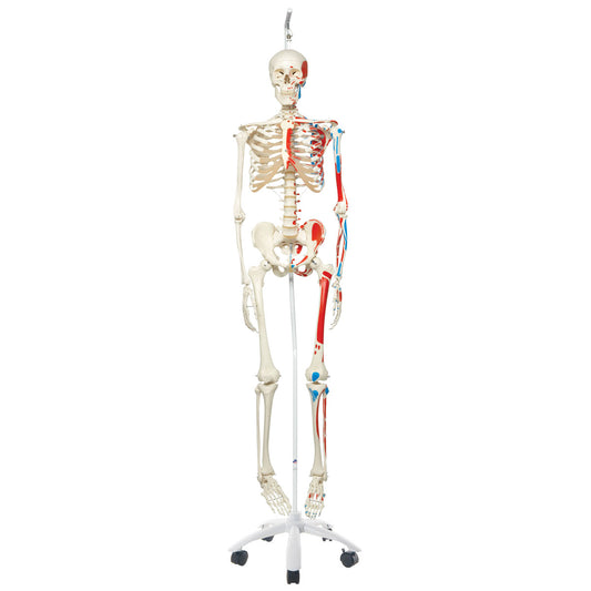 Muscle Skeleton Max, on  Hanging Stand      A11/1