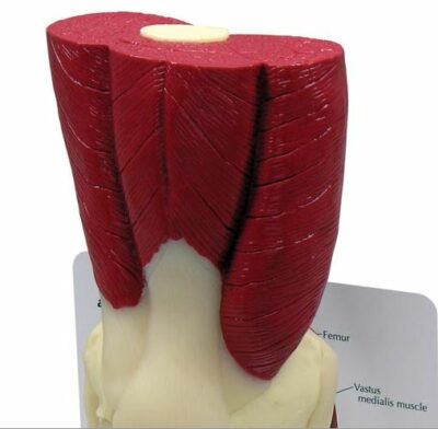 Muscled Knee Model G106 1