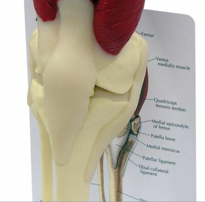 Muscled Knee Model G106 2