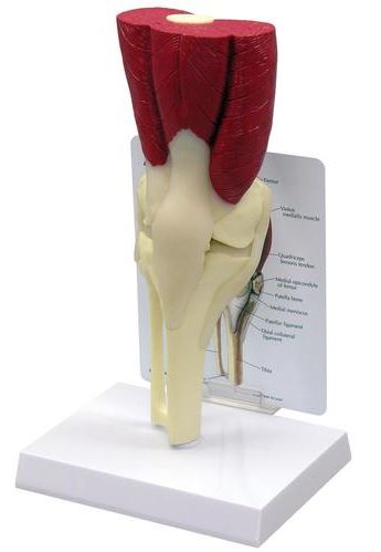 Muscled Knee Model G106