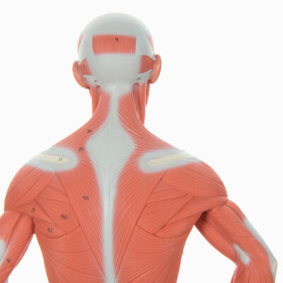 Muscular Figure Mini  1/3 Life Size 2 Part  B59 4