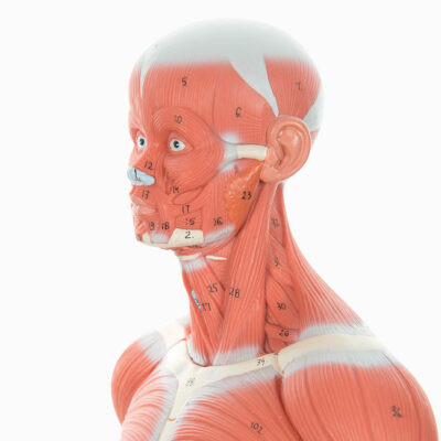 Muscular Figure Mini  1/3 Life Size 2 Part  B59 2