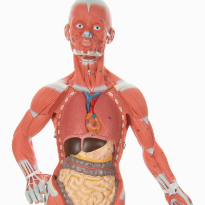 Muscular Figure Mini  1/3 Life Size 2 Part  B59 3