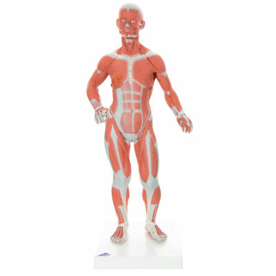 Muscular Figure Mini  1/3 Life Size 2 Part  B59 1