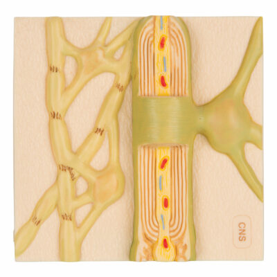 Myelin Sheaths of the CNS  C40/2 1