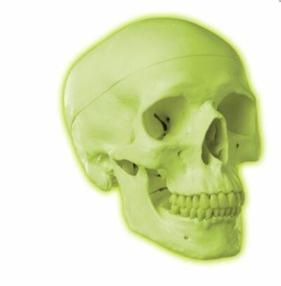 Neon Skull A20/N 1