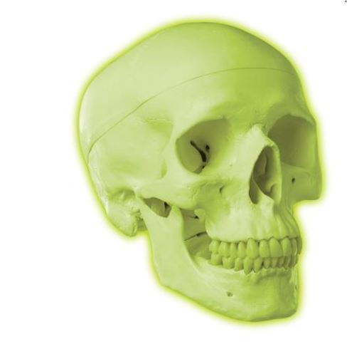 Neon Skull A20/N