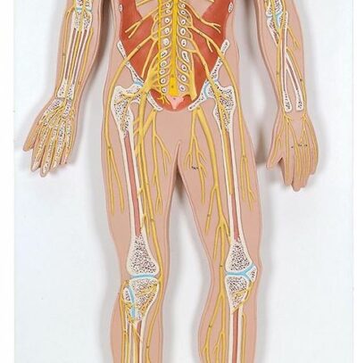 Nervous System, 1/2 Life-Size C30 2