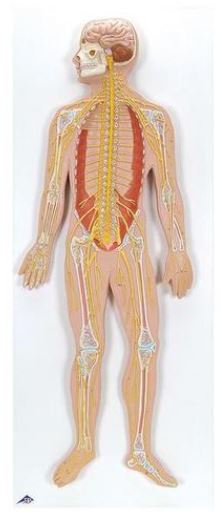 Nervous System, 1/2 Life-Size C30