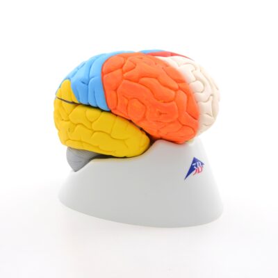 Neuro-Anatomical Brain, 8-Part C22 1