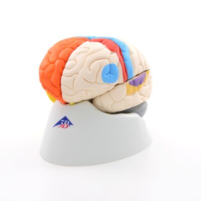 Neuro-Anatomical Brain, 8-Part C22 2