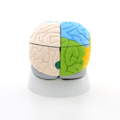 Neuro-Anatomical Brain, 8-Part C22 3