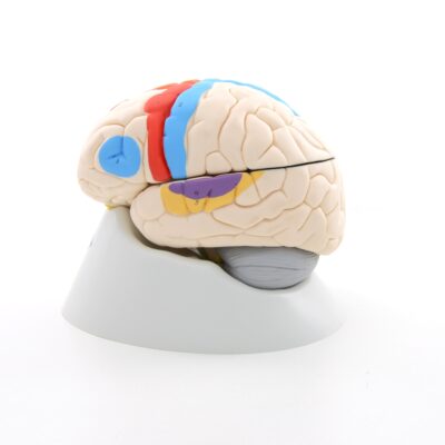 Neuro-Anatomical Brain, 8-Part C22 4