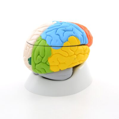 Neuro-Anatomical Brain, 8-Part C22 5