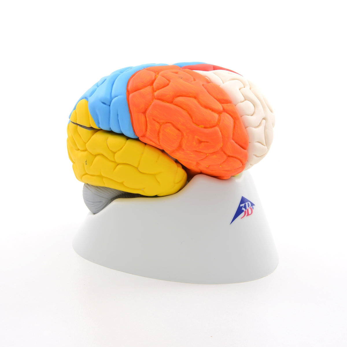 Neuro-Anatomical Brain, 8-Part C22