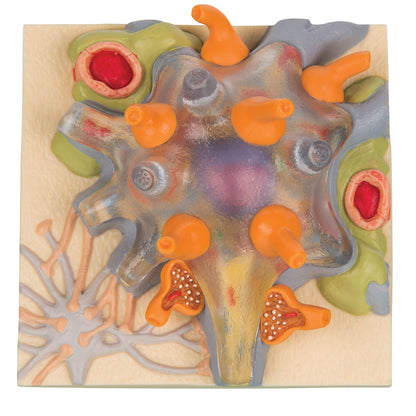 Neuron Cell Body C40/1