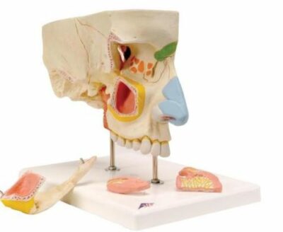 Nose with Paranasal Sinuses E20 1